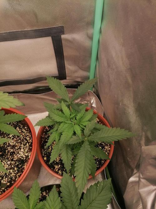 Critical. Week 4