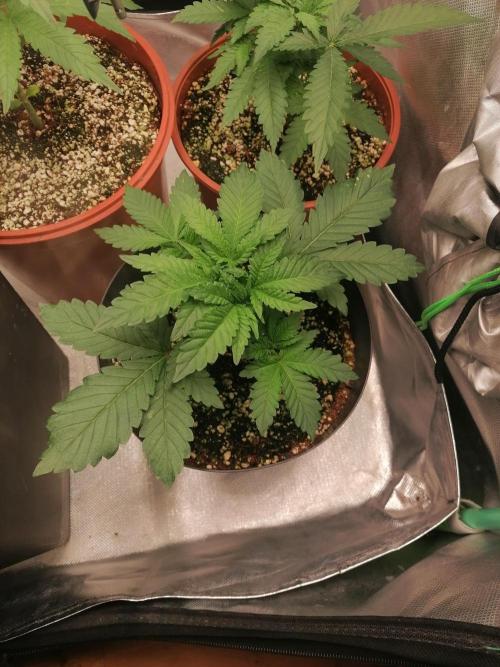 Critical. Week 4