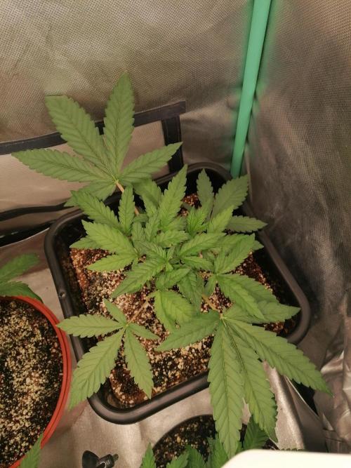 Mac 1. Week 4