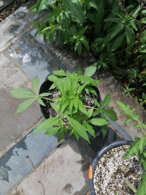 Cocos Premium. Week 4