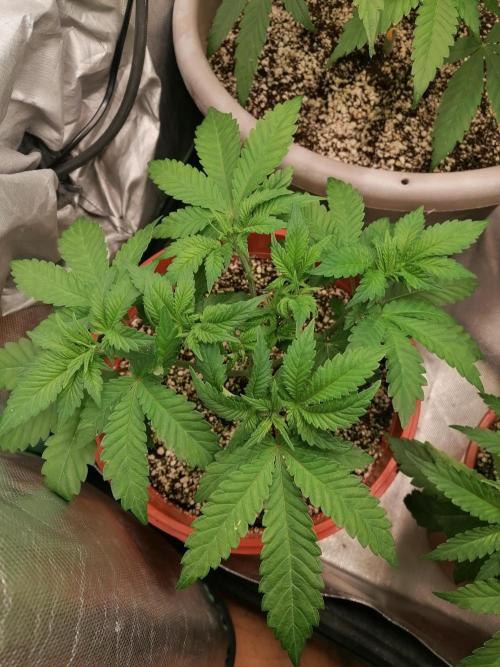 Critical. Week 5