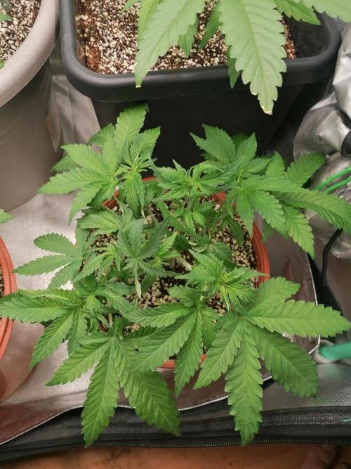 Critical. Week 5