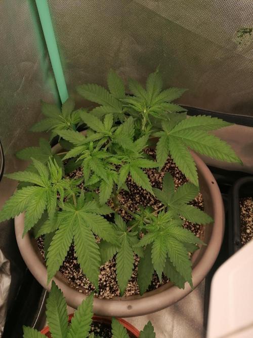 Critical. Week 5