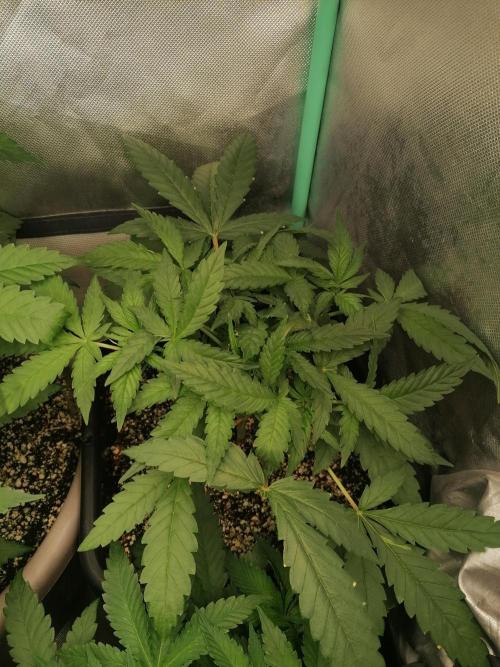 Mac 1. Week 5