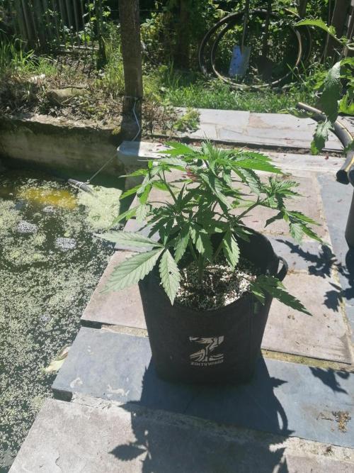 Cocos Premium. Week 5