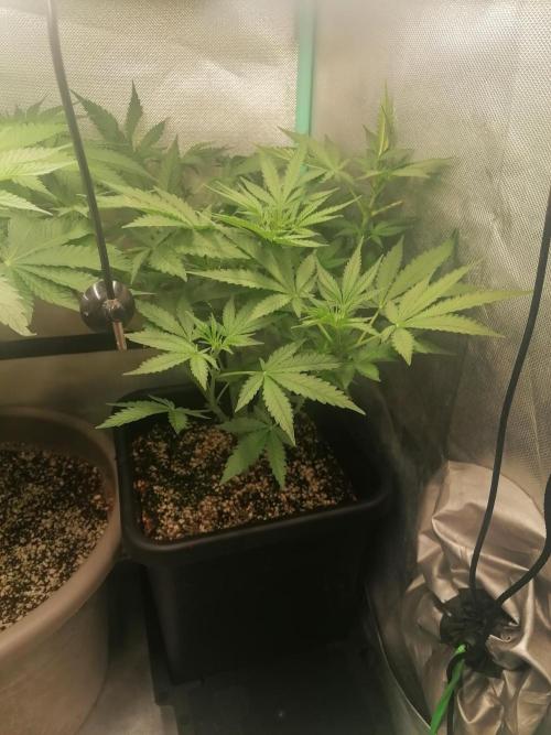 Mac 1. Week 6