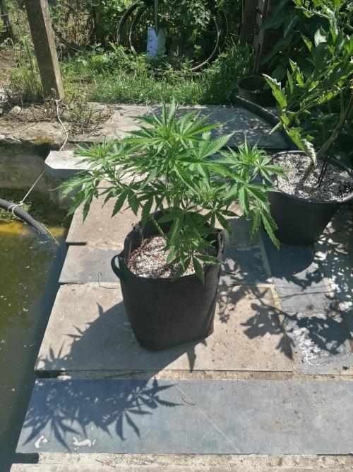 Cocos Premium. Week 6