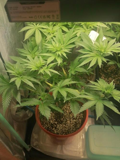 Critical. Week 7