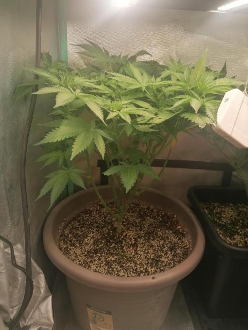 Critical. Week 7