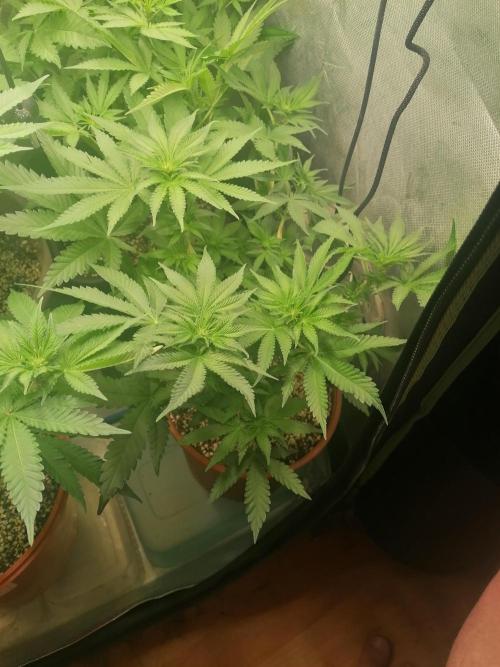 Critical. Week 7