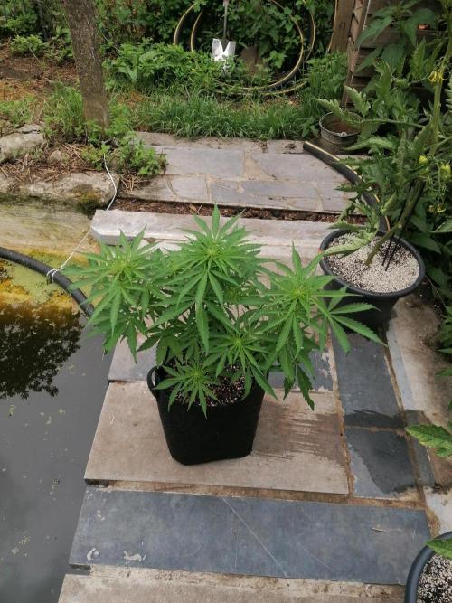 Cocos Premium. Week 7