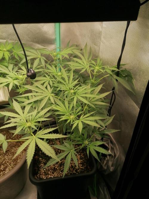Mac 1. Week 7