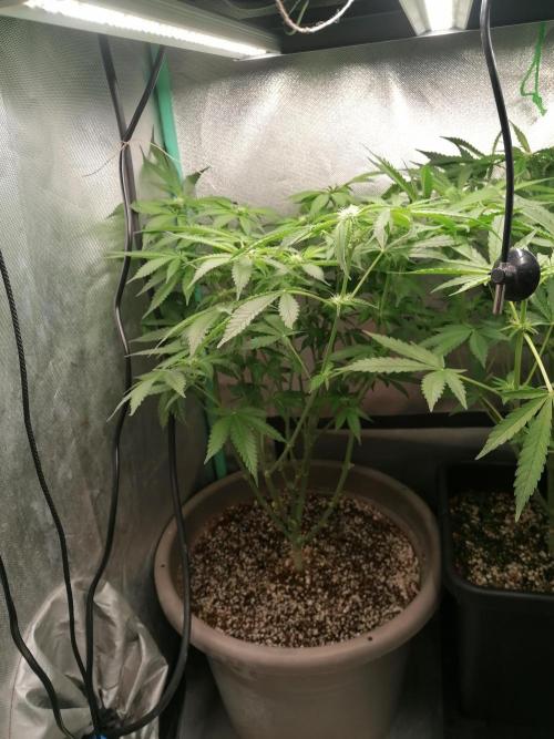 Critical. Week 8