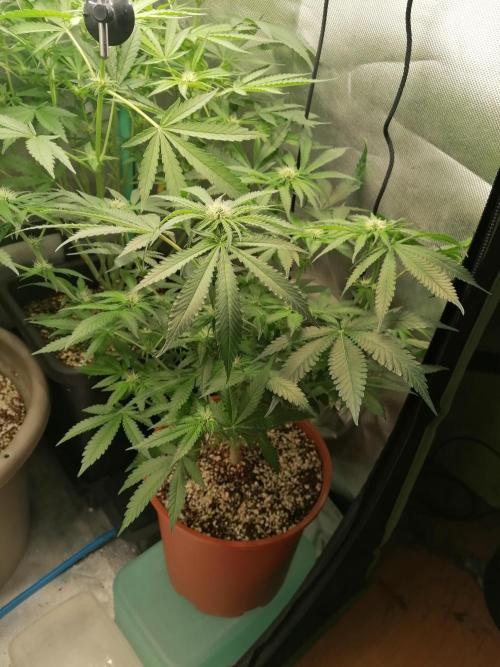 Critical. Week 8
