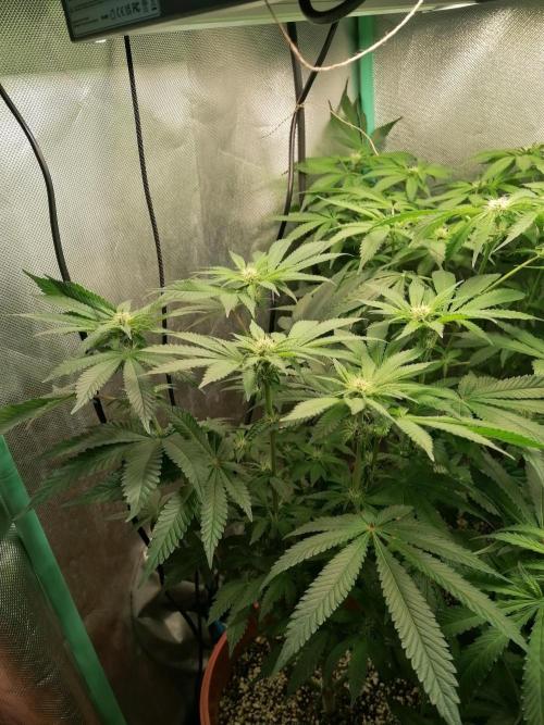 Critical. Week 8