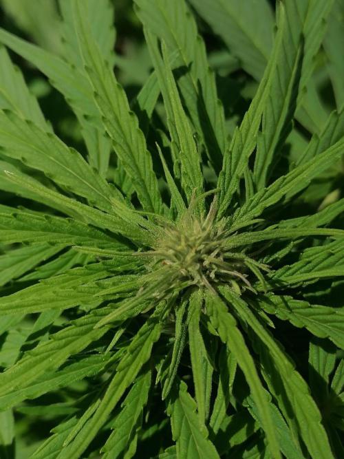 Cocos Premium. Week 8