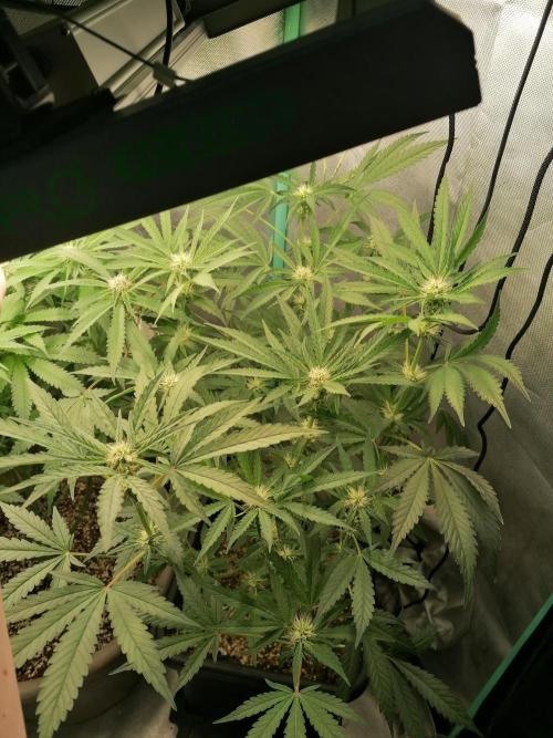 Mac 1. Week 8