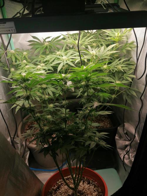 Critical. Week 9