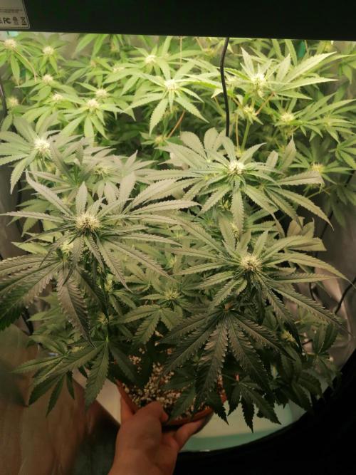 Critical. Week 9