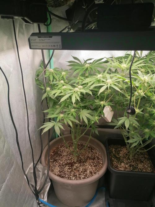 Critical. Week 9