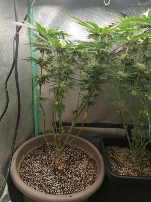 Critical. Week 10