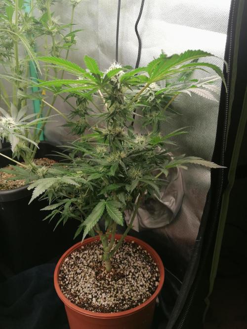 Critical. Week 10