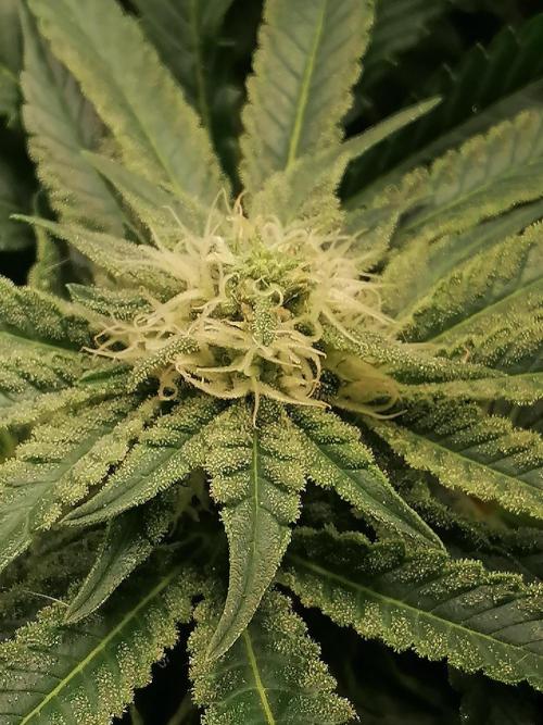 Critical. Week 10