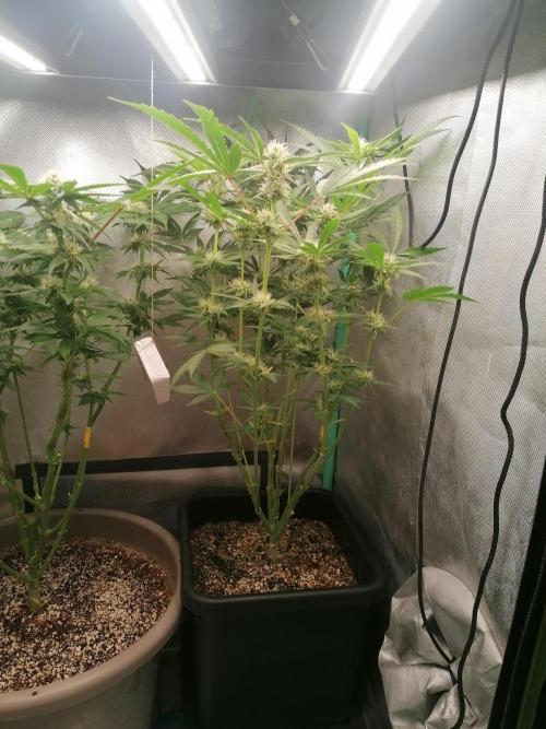 Mac 1. Week 9