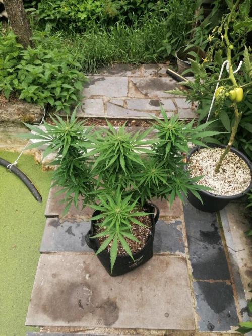 Cocos Premium. Week 9