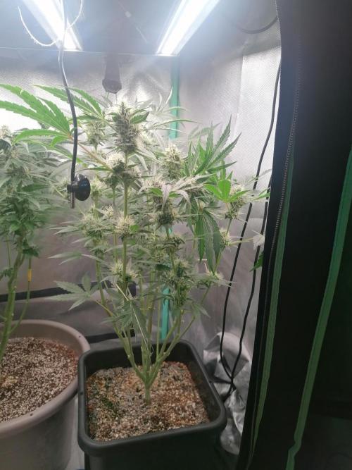 Mac 1. Week 10