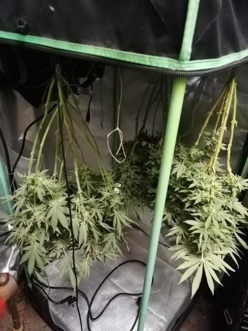Mac 1. Week 13