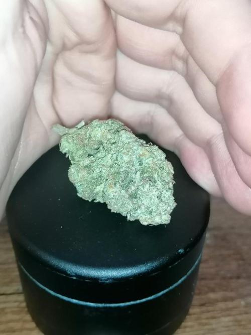 Critical. Week 14
