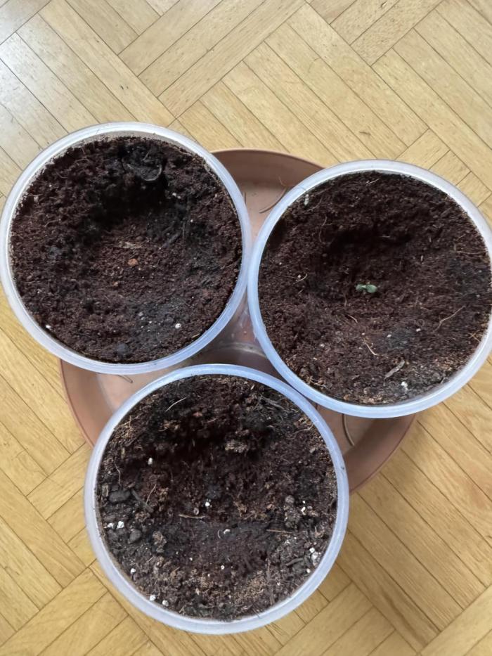 Grow 1.2026. Week 0 - In den Boden am 09.01.2026

Bis jetzt leider nur einer gekommen 😢