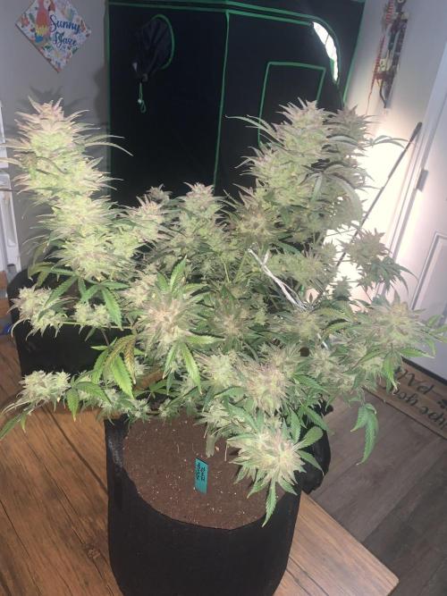 MrFastBuds513. Week 10 - Second Time Growing Forbidden Runtz and I Definitely Recommend It 👌🏆🥊