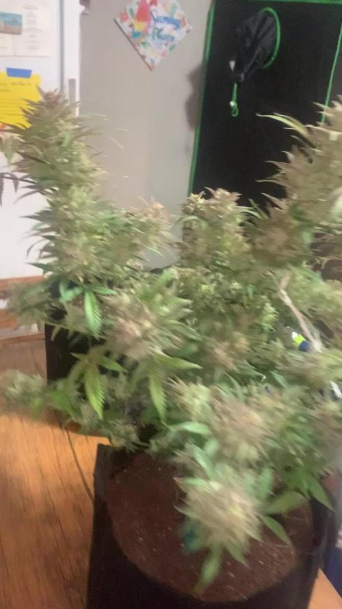 MrFastBuds513