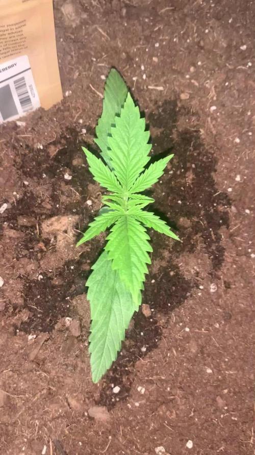 MrFastBuds513
