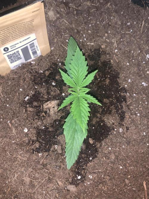 MrFastBuds513. Week 2 - She's Gonna Be A Nice One 👌