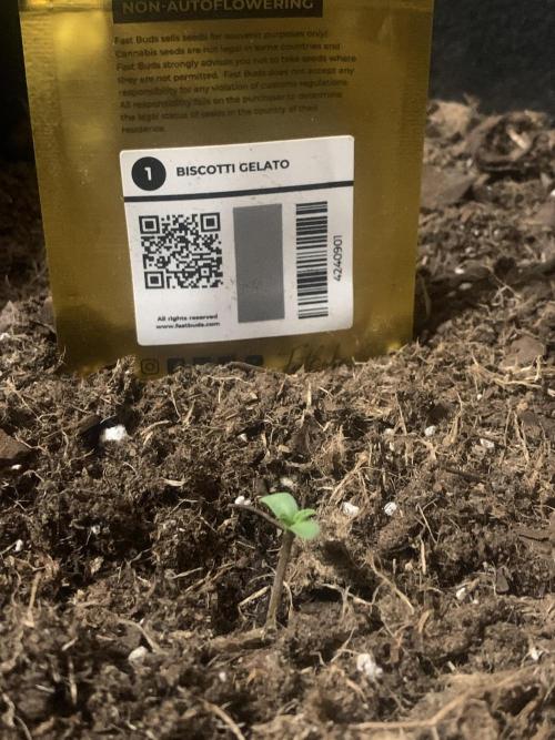 MrFastBuds513. Week 1 - She Just Came Up 🌱 ❤️ 