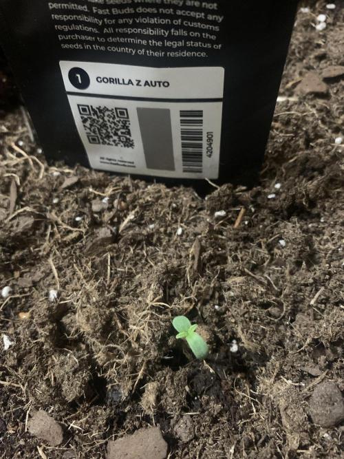 MrFastBuds513. Week 1 - Second Time Growing This 💎 🔥 