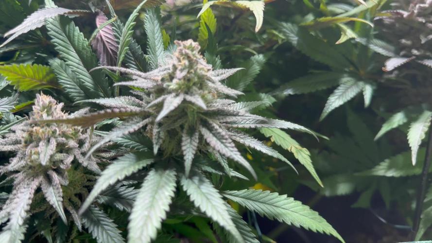 Blue Zushi Dutch Passion Scrog