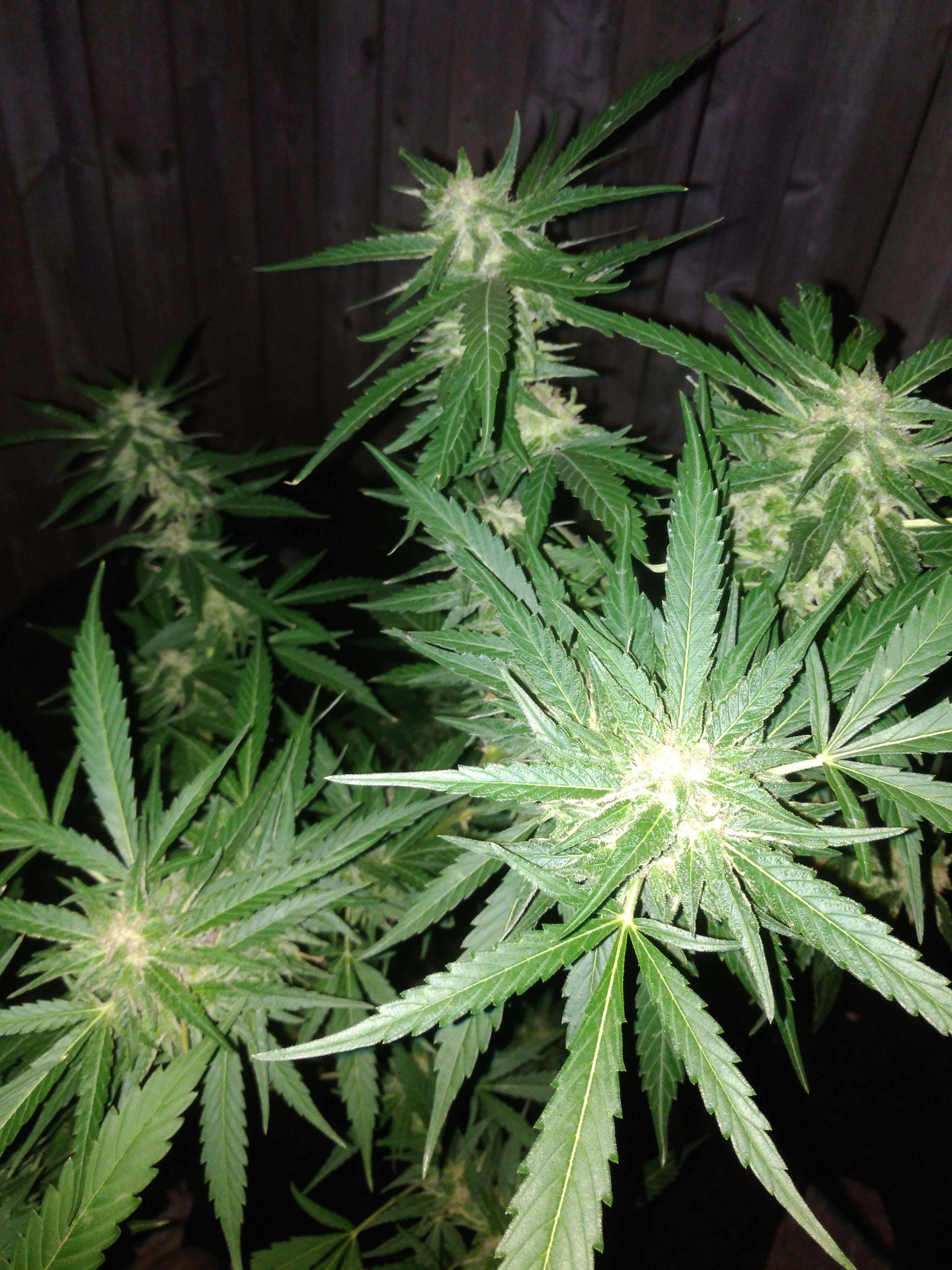 Green Crack, Green Crack grow diary (journal) harvest13 by DeeCee