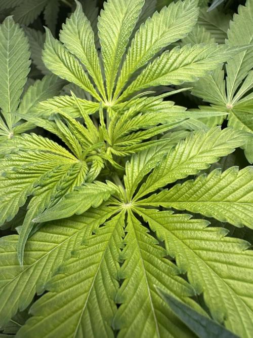 First Triploids. Week 6