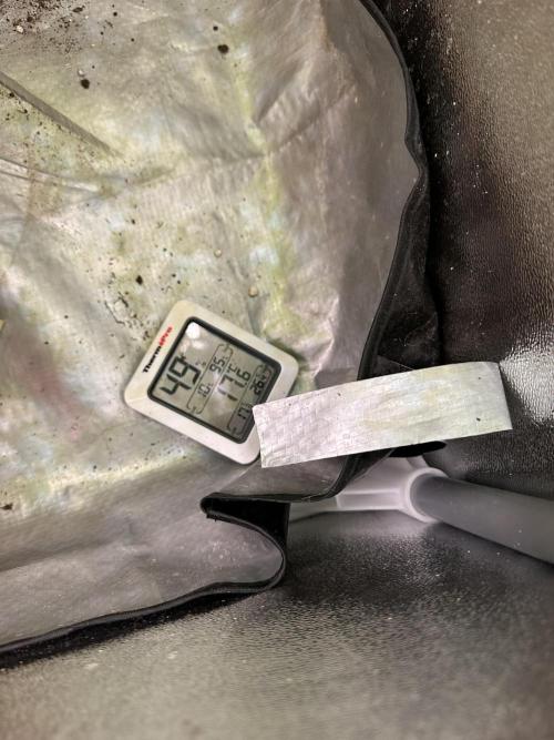 First Triploids. Week 6