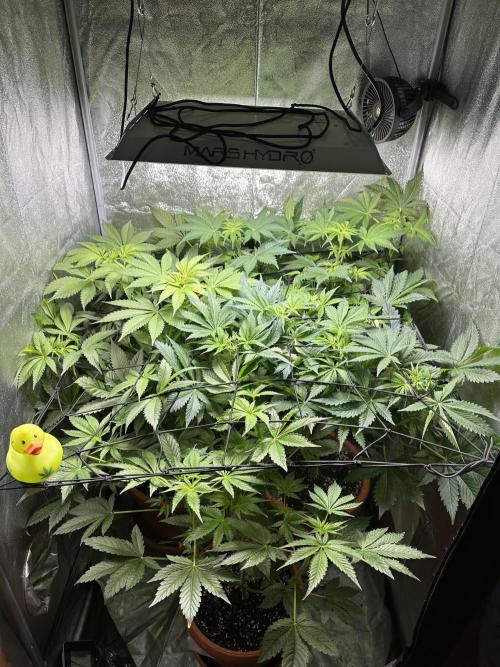 First Triploids. Week 6