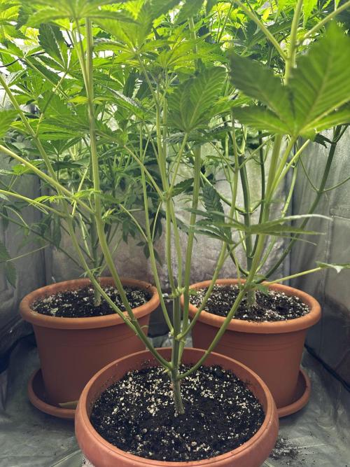 First Triploids. Week 6