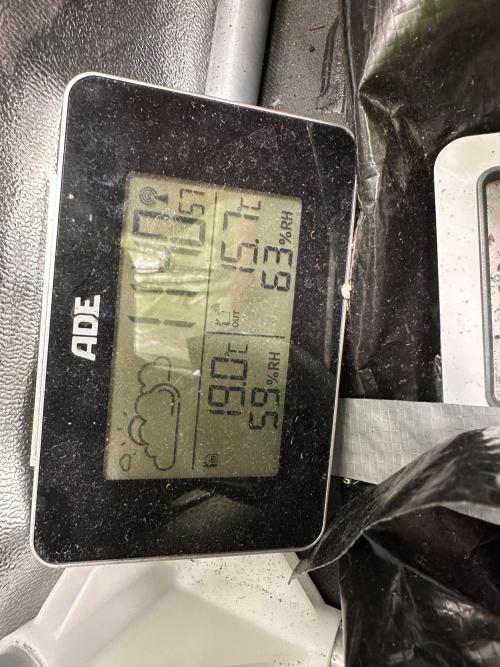 First Triploids. Week 7