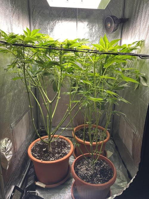 First Triploids. Week 7