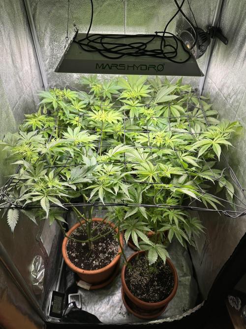 First Triploids. Week 7