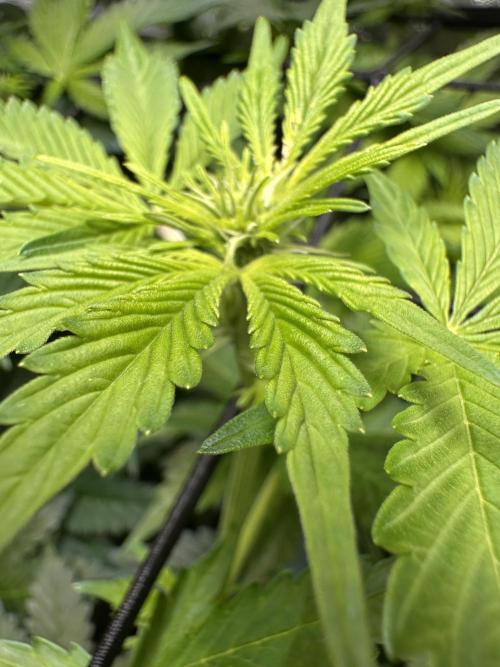 First Triploids. Week 7