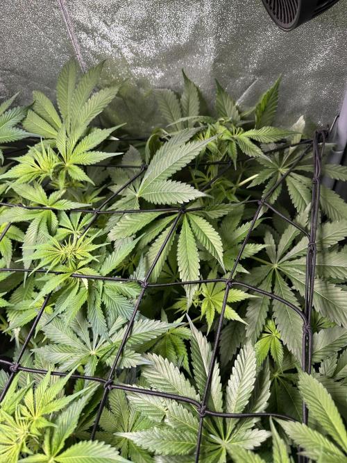 First Triploids. Week 7